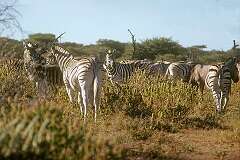 Zebras in Etosha National Park.