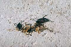 Shorthorned desert grasshoppers eating their squashed relatives on a road in Etosha National Park.