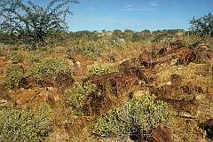 The Petrified forest, a deposit of large tree trunks that have "turned to stone" through diagenesis, in which buried organisms are replaced by minerals.
