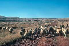 Sheep on the road, between Maltahöhe and Gibeon.
