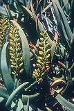 Flowers of the “Kokerboom“, Aloidendron dichotomum, formerly Aloe dichotoma, the quiver tree, a tall, branching species of succulent plant, near Keetmanshoop.