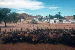 Sheep in Klein Karas, to the northeast of Fish River Canyon, in the south of Namibia.